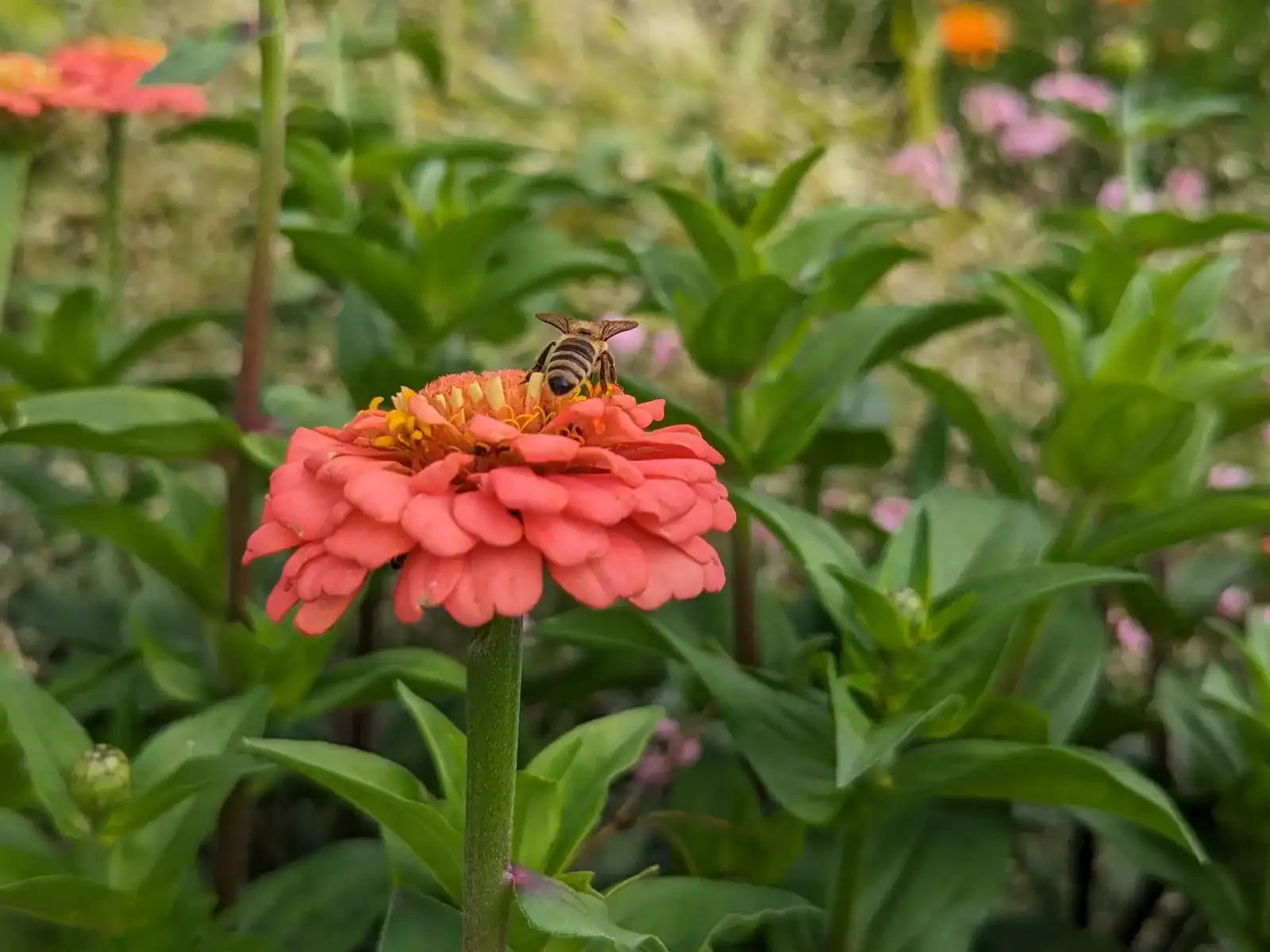 bee-on-zinnia-flower