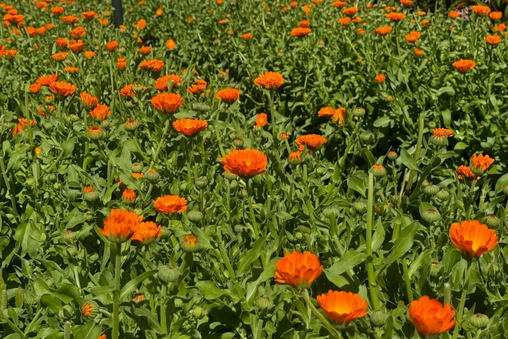 Calendula flowers blooming in the field